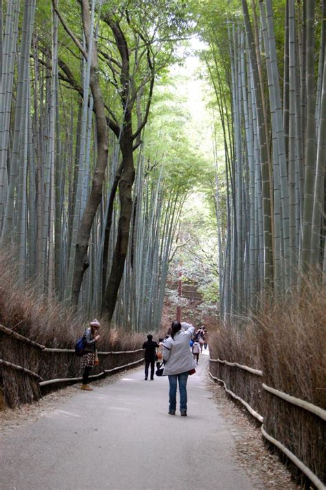 Kyoto S Sagano Bamboo Forest Arashiyama Kyoto Japan Travel