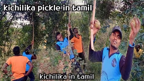 Kichilika Kichilika Pickle In Tamil Kichilikai Hunting In Tamil