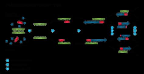 Polymerase Chain Reaction Pcr Principle Procedure Components