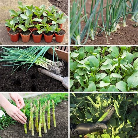 12 Vegetables To Plant In The Late Fall For A Full Table DIY Crafts