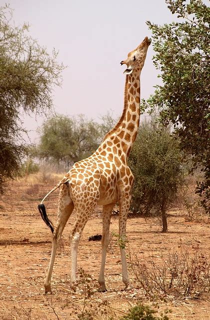 Lamarck's giraffe | This giraffe is performing a heroic self… | Flickr