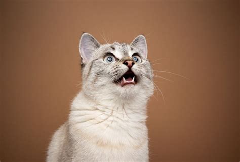 Mouth Cancer In Cats: Causes, Symptoms & Treatment - Cats.com