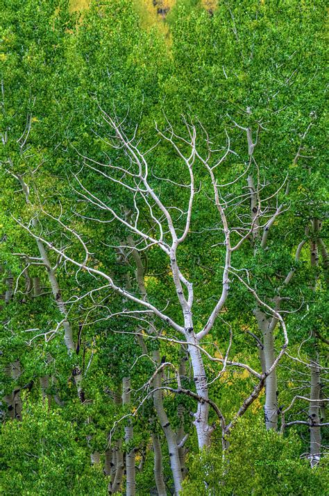 Branching Out Photograph By Bill Sherrell Fine Art America