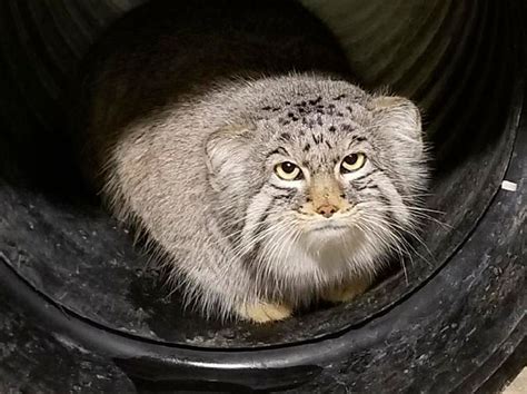 Escaped small mountain cat recaptured at Salt Lake City zoo | The Seattle Times