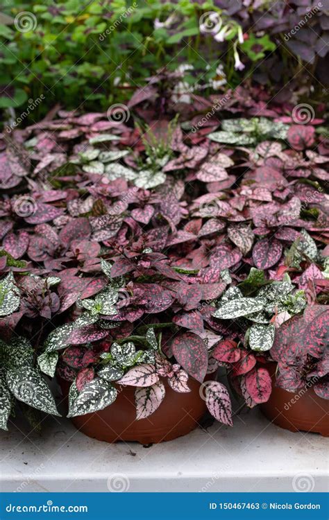 hypoestes plant stock image image  flower container