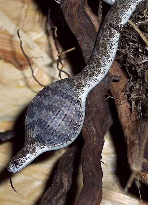 Egg-Eating Snake | The Animal Facts | Appearance, Diet, Habitat, Behavior