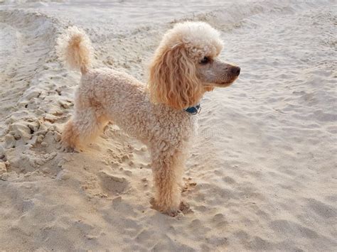 Cute Poodle Puppy Of Cream Color Pet Stock Photo Image Of Backgound