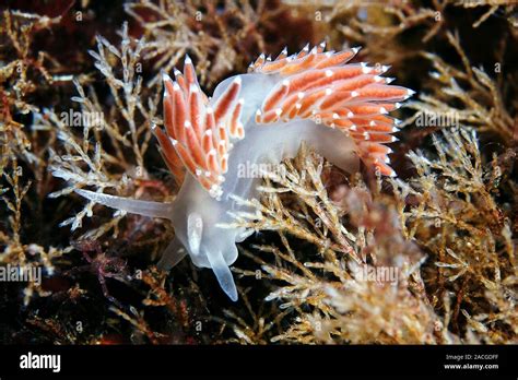 Nudibranch Flabellina Verrucosa Nudibranquios Son Shell Menos