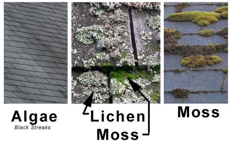 What Are The Differences Between Algae And Mold