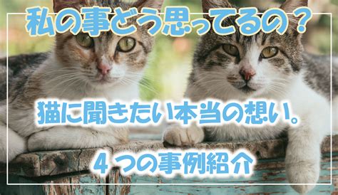 私の事どう思ってるの？猫に聞きたい本当の想い。4つの事例公開｜猫に愛されるブログ