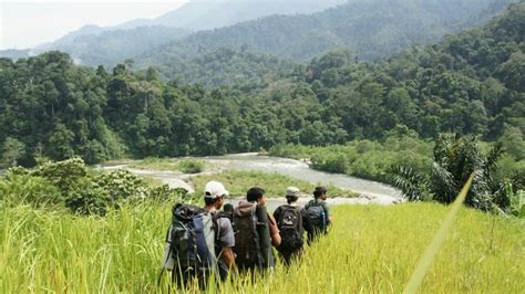 About Gunung Leuser National Park Jungle Trekking To Bukit Lawang