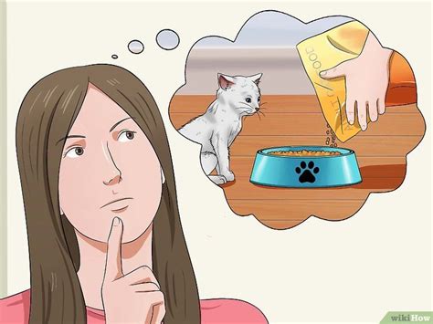 Comment éduquer un chaton avec images wikiHow Training A Kitten