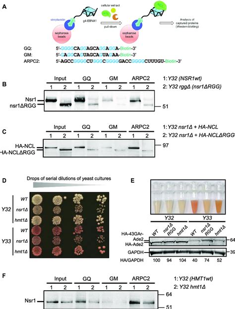 The C Terminal Rgg Motif Of Yeast Nucleolin Nsr Is Necessary For Its