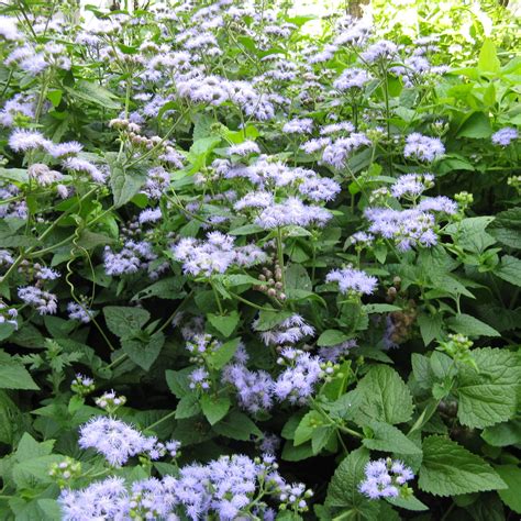 Eupatorium Coelestinum Blue Mistflower Keystone Wildflowers