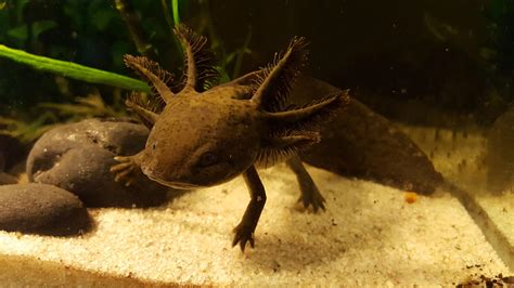 Andersonii x Axolotl hybrid salamander : r/Aquariums