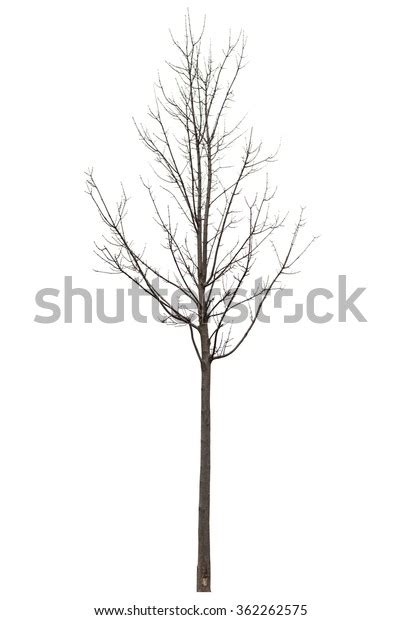 Naked Tree On White Background Stock Photo 362262575 Shutterstock