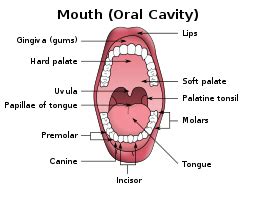 Mastication | Definition, Chewing Process & Muscles | Study.com