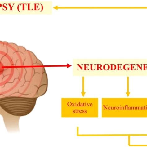 Bidirectional Relationship Between Epilepsy And Neurodegeneration TLE