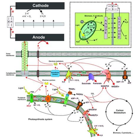 Schematic Of Biophotovoltaics Putative Electron Transfer Pathways