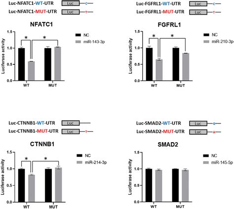 Validation Of Mirna Mediated Dysregulation Induced By Snvs Luciferase