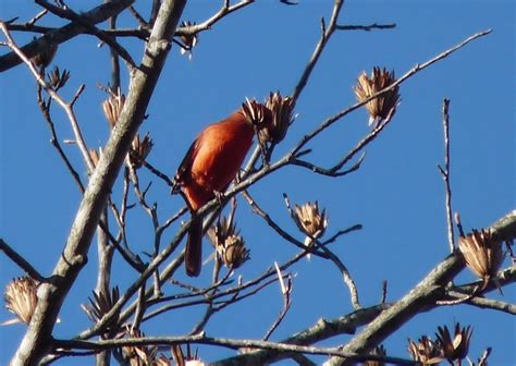 The Greenbelt East Tennessee November Birds