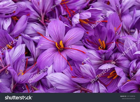 42,139 Saffron Crocus Images, Stock Photos & Vectors | Shutterstock