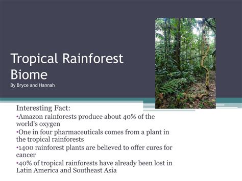 👍 Tropical rainforest biome rainfall. The Diverse Plants and Animals of the Tropical Rainforest ...