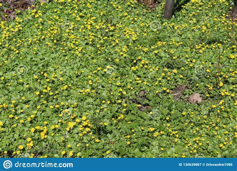 Clareira De Flores Amarelas Da Mola No Parque Da Cidade De Pushkin