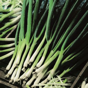 Spring Onion White Lisbon Winter Hardy Kings Seeds Direct