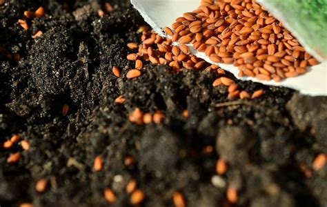 5 Questions You Better Ask Before Buying Garden Seeds