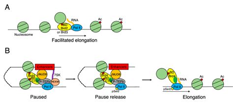 Transcriptional Control By Bet Proteins A Brd2 And Brd3 Promote Gene