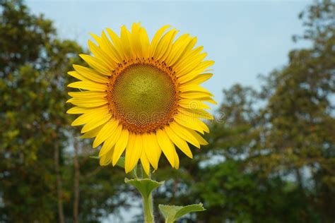 Sunflower Field Landscape. Sunflower Field Nature Scene Stock Photo ...