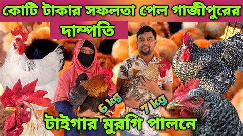 শীতকালে টাইগার মুরগির বাচ্চার দাম কমলো 01608977231 যোগাযোগ করুন।টাইগার