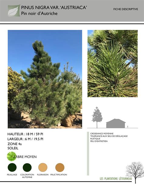 Pinus Nigra Var Austriaca Pin Noir D Autriche Les Plantations