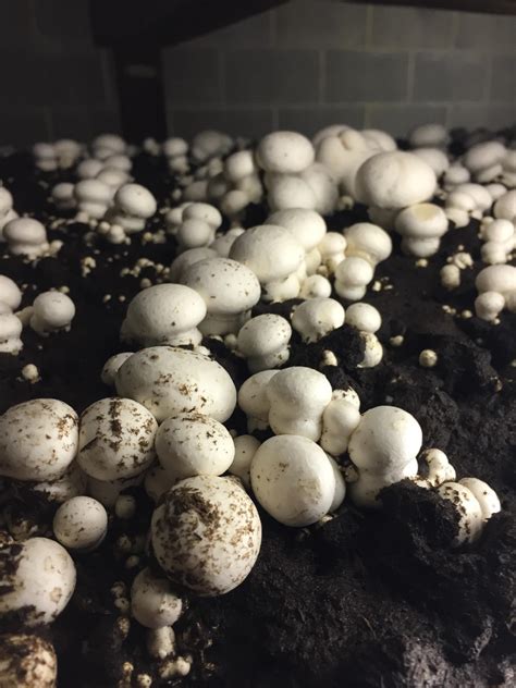 Common White Button Mushrooms : r/Mushrooms