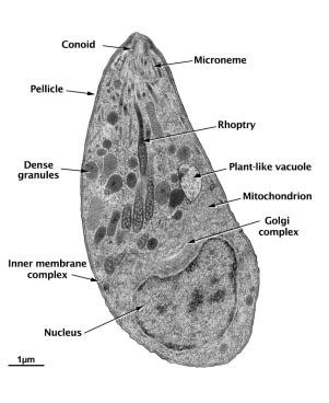 Toxoplasma Gondii Flashcards Quizlet