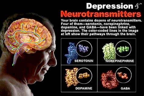 Neurotransmitters In The Brain And Depression