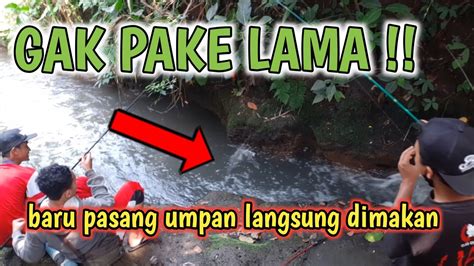 Umpan Baru Dipasang Langsung Dimakan Ikan Mancing Disini Gak Pake Lama