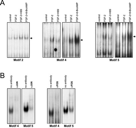 PKA Regulates FGF 2 Induced Binding Of AP 1 To FiRE A Nuclear