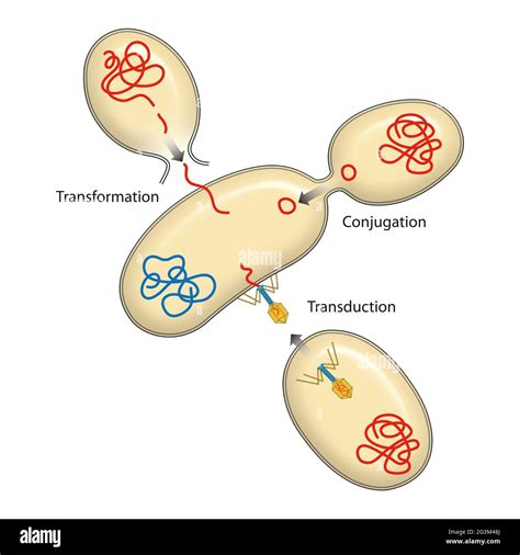 Bacterial transformation Cut Out Stock Images & Pictures - Alamy