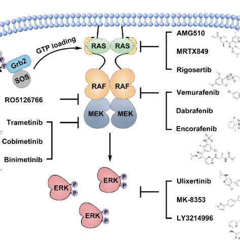 Pdf The Mapk And Ampk Signalings Interplay And Implication In Targeted Cancer Therapy