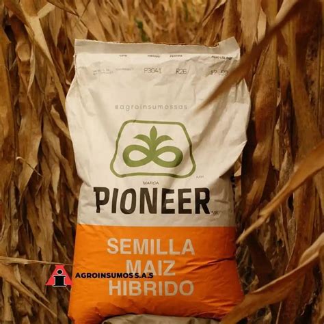 Semilla de Maíz Amarillo 3041 Pioneer Croper