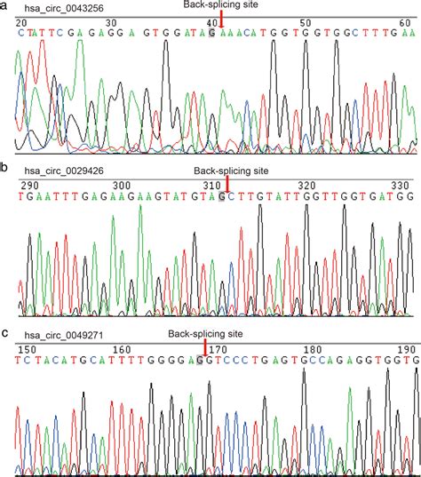 Head‐to‐tail Splicing In The Rt‐qpcr Product Of Three Circrnas By