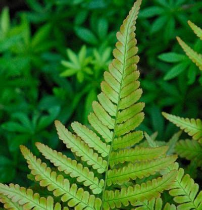 a green plant with lots of leaves in the foreground and bushes in the background