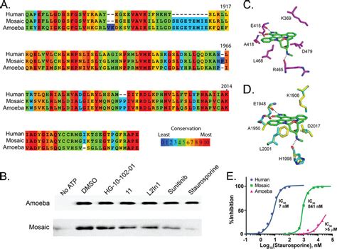 Creation Of A Humanized Lrrk2 Atp Binding Pocket From The Ameba Lrrk2