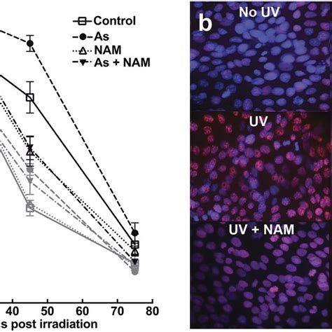 Nicotinamide Nam Reduced Arsenic As And Uv Induced 8oxog In Hacat