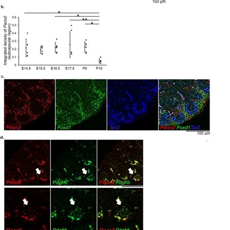 Gene Expression And Localization Of Piezo2 In The Developing Mouse