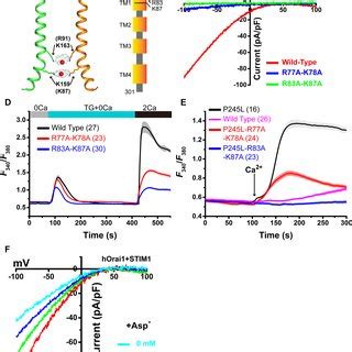 Proposed Mechanism Of Orai Channel Activation And Ca Permeation Two