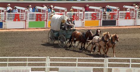 Opinion: Calgary Stampede-goers should skip deadly chuckwagon races ...