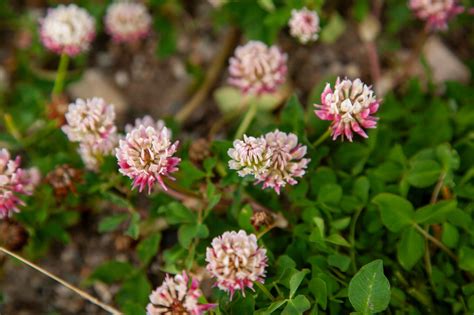 clover flowers